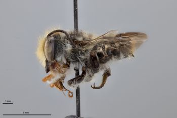 Media type: image;   Entomology 790897 Aspect: habitus lateral view
